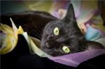Черная кошка для ценителей настоящей красоты! 