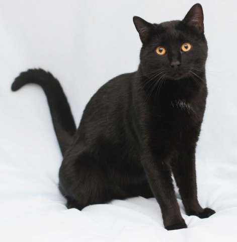 Шикарный красавец Зевс! Изящный черный котик в добрые руки.