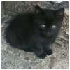 Отдам даром Черная кошка, котенок в Санкт-Петербурге