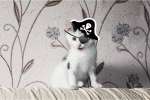 Котёнок по кличке Пират