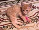 Крошка Лёвушка, маленький рыжий котенок в добрые руки.