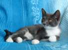 Котёнок Тишка – славный мальчишка, метис РГ, 3,5 мес.