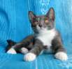 Котёнок Тиша-метис РГ, как генератор гормона радости, 3,5 мес.