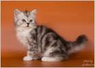 Замечательные котята породы шотландская вислоухая кошка из питомника