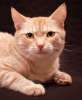 Рыжий красавчик Абрикос! Особенный кот, для самых любящих хозяев.