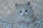 Невский Маскарадный котенок