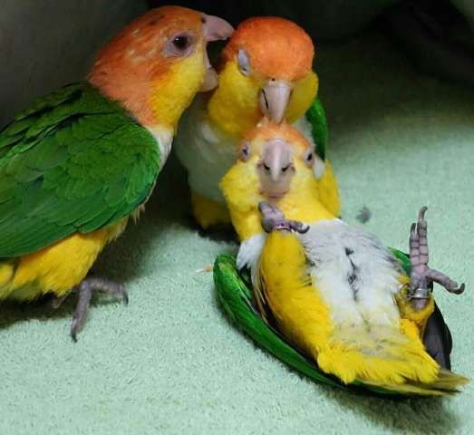 Рыжеголовый белобрюхий попугай, или каик (Pionites leucogaster) птенцы выкормыши