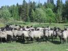 Продаем овец романовской породы