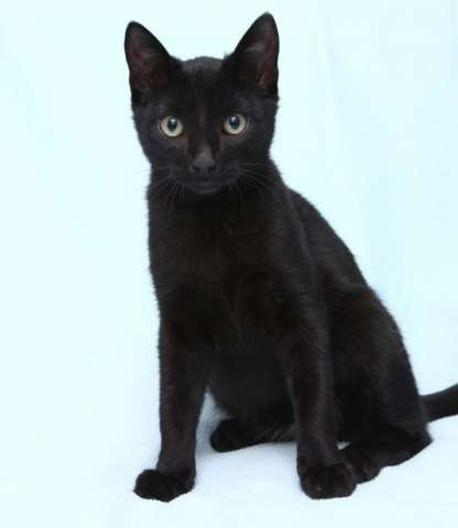Красавчик Пудинг! Черный котенок, 7 мес, в дар.