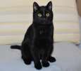 Эффектный красавец Филимон! Очень красивый черный котенок, 6 мес, в дар.