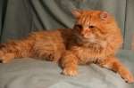 Шикарнейший рыжий кот ищет свой дом