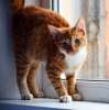 Частица СОЛНЦА - рыжий котенок Бруно ищет семью!