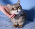 Пушистая красавица Ассоль! Метис персидской кошки в добрые руки.