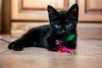 Черный котенок Брауни ищет дом