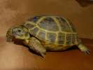 Черепаха сухопутная среднеазиатская