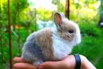 питомник карликовых кроликов. ювао.привиты. купить кролика в москве