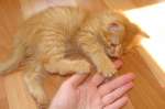 Рыжий ласковый котенок Лиза ищет заботливую семью