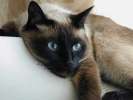     Сиамский котик ищет дом и семью