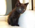 Крошка Чип в поисках дома. Маленький черный котенок в дар.