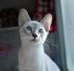 Тайский котенок Марсик ищет дом и семью.