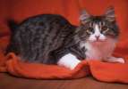 Пушистый красавчик по имени Гном! Сибирский котенок в поисках дома.