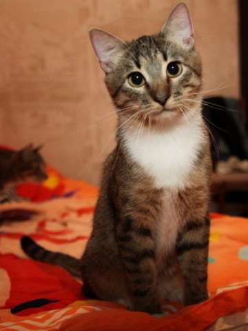 Микелианджело-ВЕЛИКОЛЕПНЫЙ!! Невероятно обаятельный молоденький котик в дар.