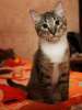 Микелианджело-ВЕЛИКОЛЕПНЫЙ!! Невероятно обаятельный молоденький котик в дар.