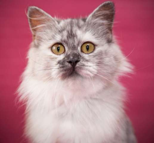 Эксклюзивная красавица Марфа! Кошечка очень редкого, необычного окраса в дар.