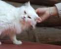 Белоснежный красавец Лёва! Шикарный пушистый кот в поисках дома.