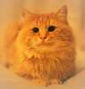 Роскошный и очень ласковый рыжий кот ищет дом