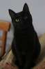 Эффектный красавчик по имени Пудинг! Молоденький черный котик в дар.