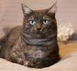 Уникальный красавец Дымка! Кот с удивительными бирюзовыми глазами в дар.