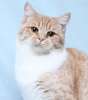 Плюшевое рыжее чудо по имени Афина! Метис шотландской кошки в добрые руки.