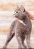 Голубокремовая Британистая кошка ищет хозяев