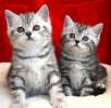 Серебрянно-мраморные котята.