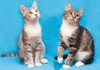 Братишки Пряник и Штрудель) Очаровательные котята в поисках дома.