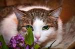 Очаровательная кошка Белочка - целовательный розовый нос - ищет дом!