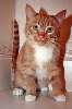 Очаровательный, очень милый и ласковый рыжий котёнок Оранж ищет любящую семью!