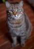 Зеленоглазый красавчик Макс! Шикарный полосатый кот в поисках дома.
