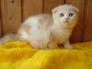 Любимые котята шотландской вислоухой кошки
