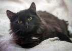 Чёрный рыцарь по имени Саймон! Молодой кот в поисках дома.