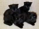 Черные котята в поисках дома