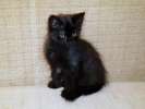 Черный котенок Тилли в поисках дома