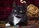 Красавчик Маркиз! Очень необычный черно-белый котенок в поисках дома.