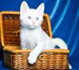 Голубоглазый красавчик Фаворит! Белый котенок в дар.