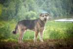 Шуня - серебряный пёс с золотым характером
