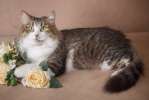 Пушистая красавица Риана! Уникальная сибирская кошка в дар.