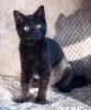 Крошка Кнопа в поисках дома. Изящный черный котенок в дар. 