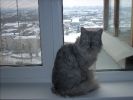 Персидский кот 