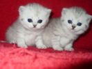шотландские короткошерстные плюшевые серебряные котята